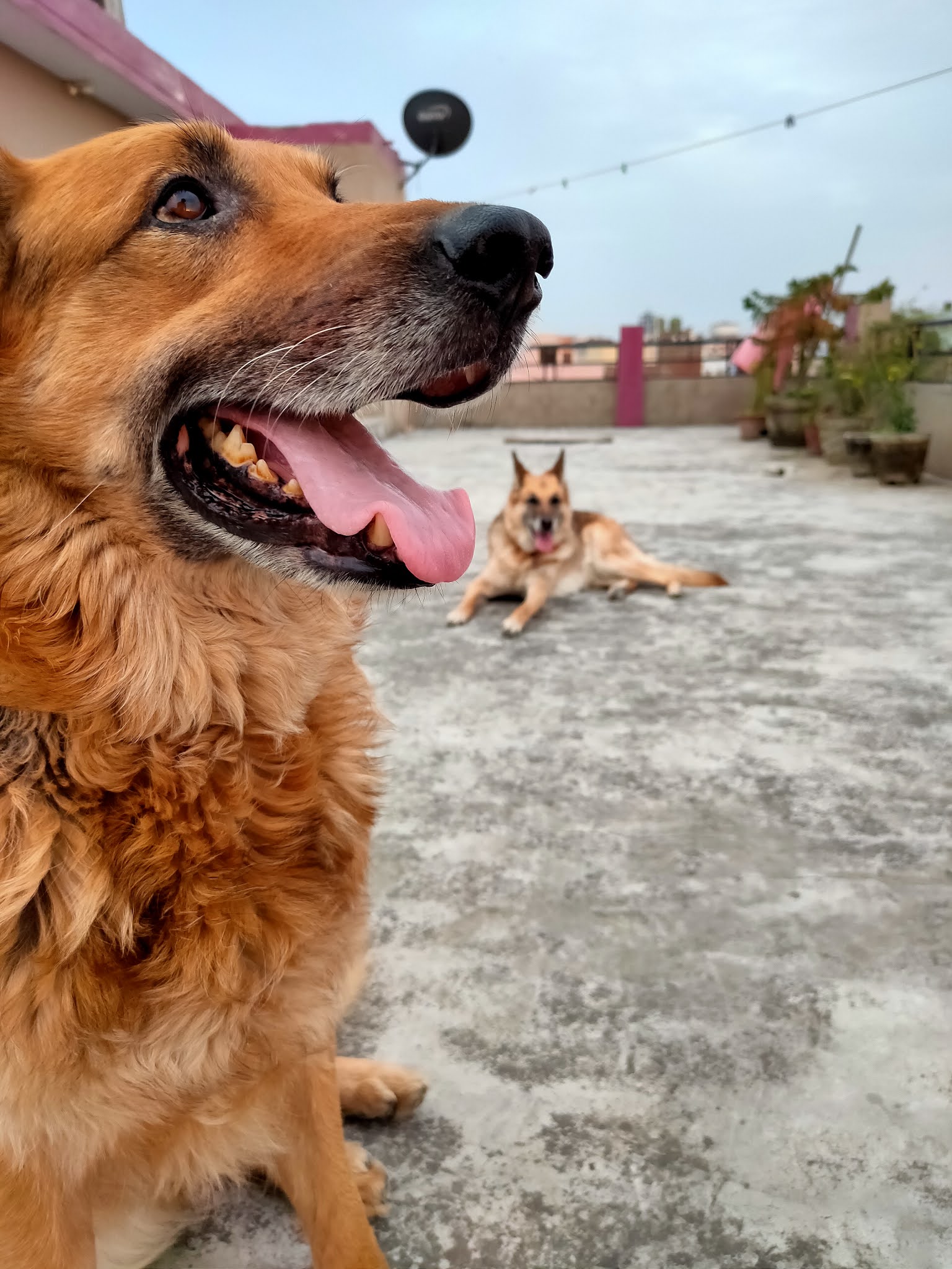 Two dogs on the rooftop