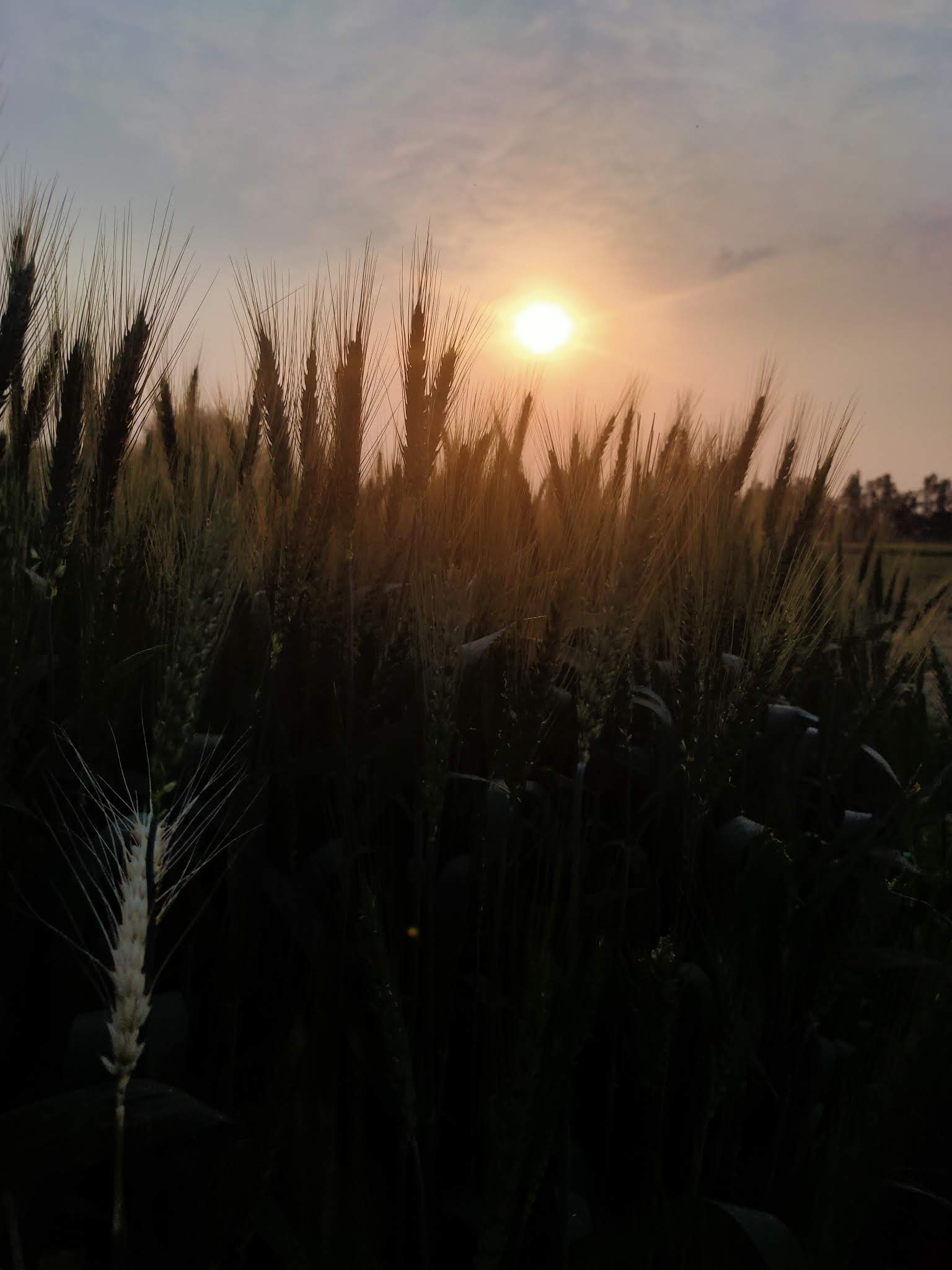 Sun setting behind wheat fields